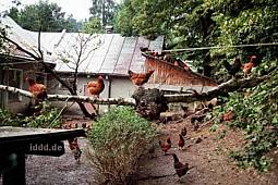 Polskie szczliwe kury